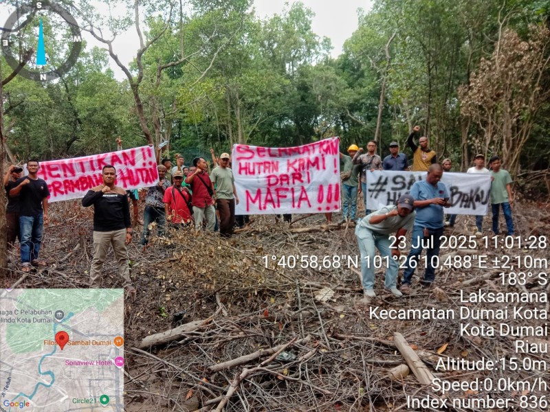 Setelah Resmi di Laporkan, Masyarakat Hukum Adat Surati Ketua DPRD Dumai Terkait Perambahan Hutan Mangrove