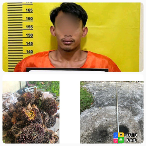 Polsek Bukit Kapur Ungkap Pencurian Buah Kelapa Sawit Di Rawang Makmur