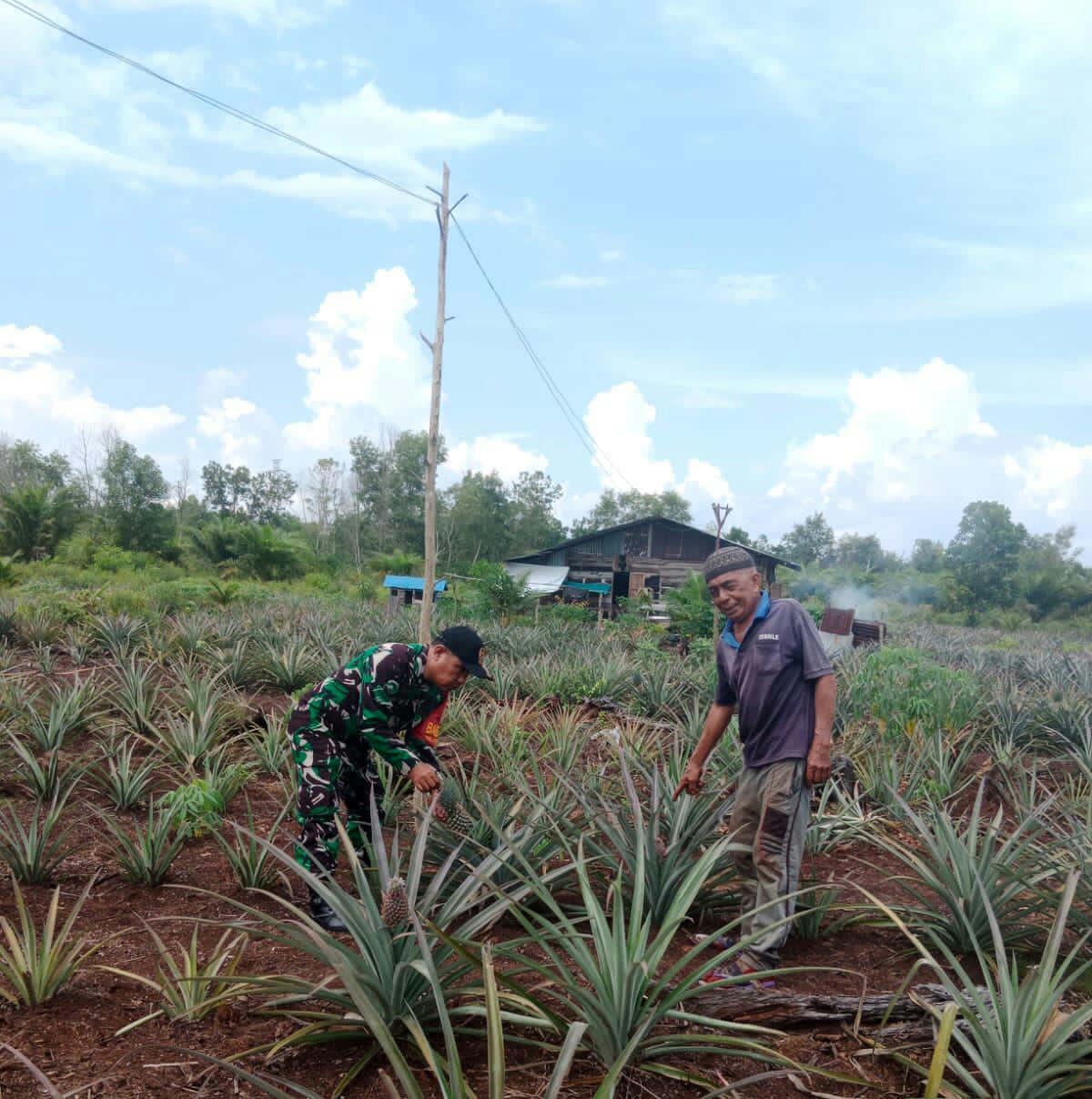 Giat Babinsa Dampingi Petani Nenas Dalam Program Karya Nyata