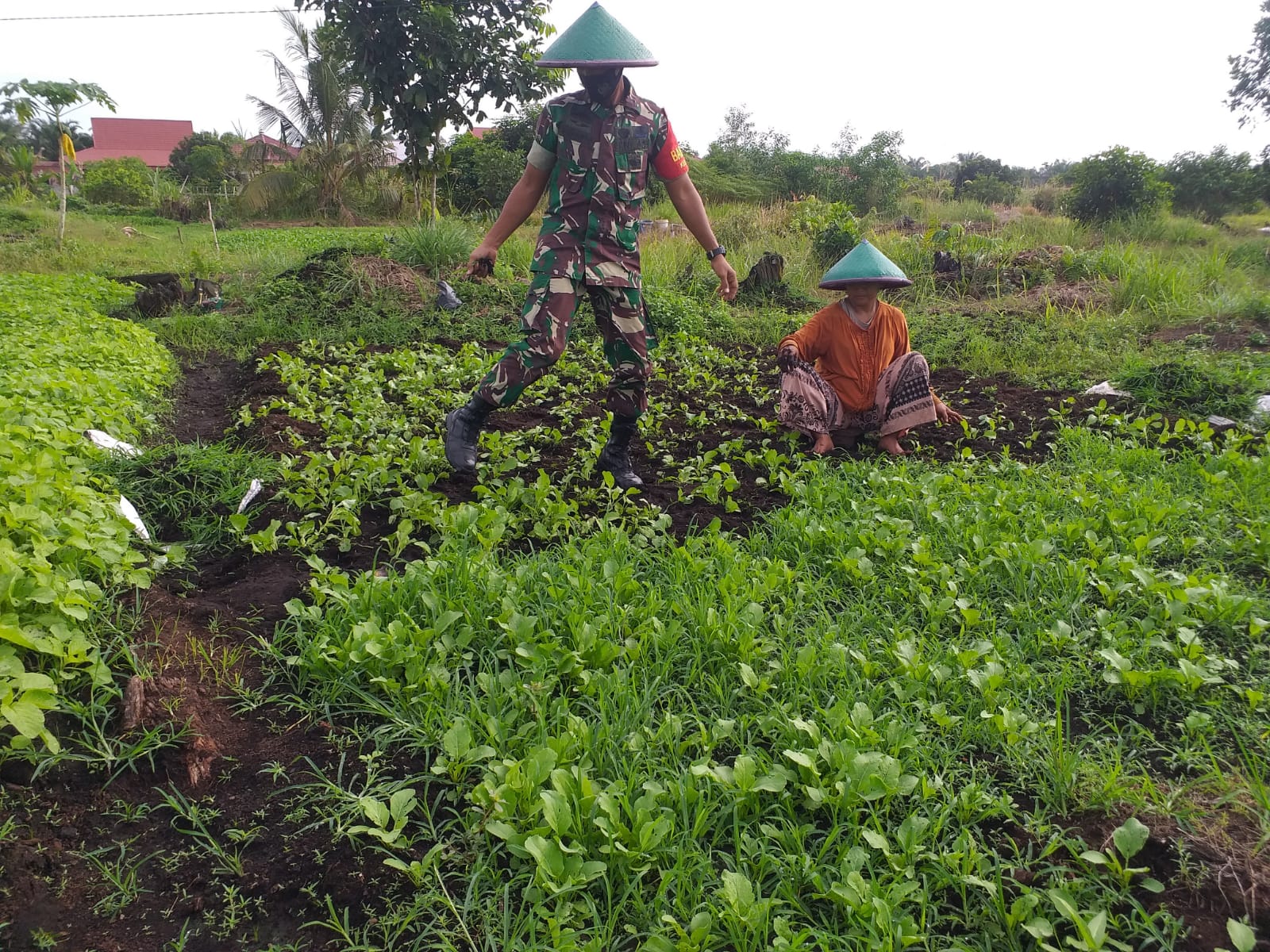 Petani Bayam Mendapatkan Pendampingan Oleh Sertu Sugianto