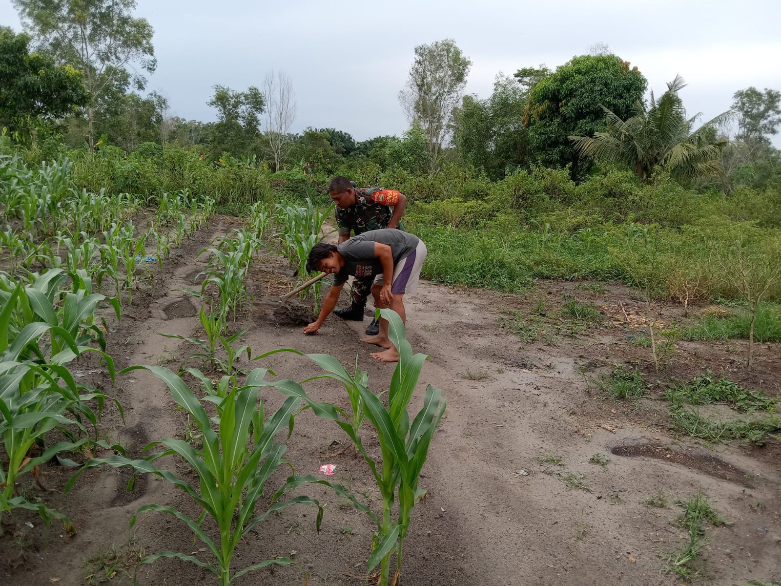 Petani Jeruk Nipis dan Jagung Ini Mendapatkan Pendampingan Karya