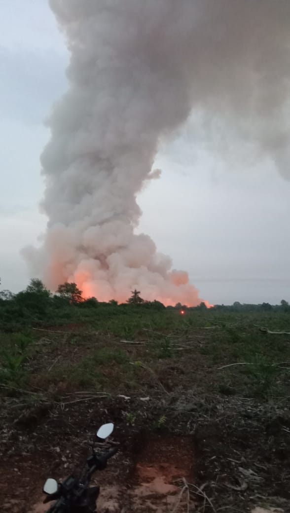 Sisi Lain Karhutla Yang Berulang-ulang Di Pelintung - Tanjung Leban (Dumai - Bengkalis)