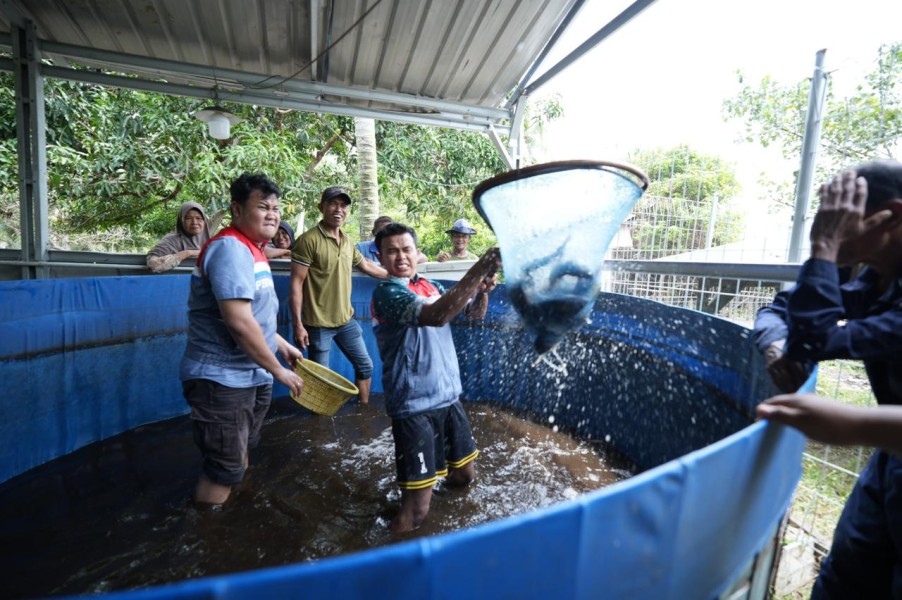 Kelompok Nelayan Binaan CSR Pertamina Patra Niaga Kilang Dumai Konsisten Panen Ikan Nila Salin, Wujud Pemberdayaan Ekonomi Berkelanjutan Masyarakat Pesisir
