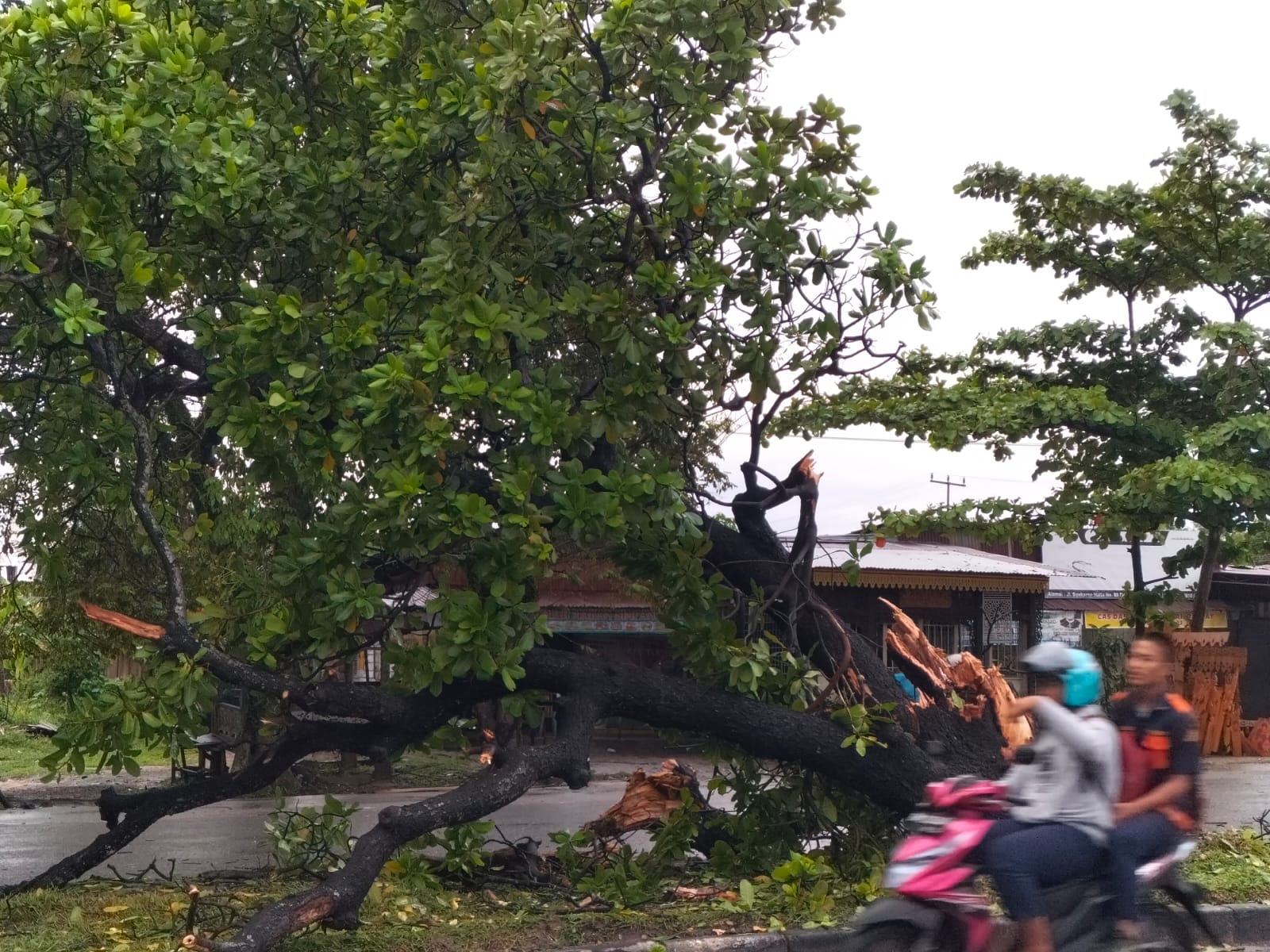 Musim Hujan, Waspada Pohon Tumbang Saat Berkendara