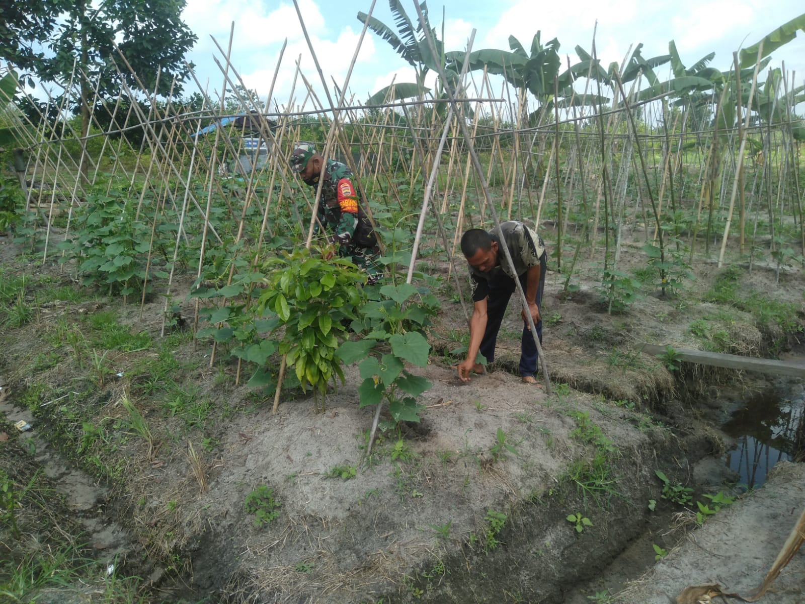 Datangi Petani Mentimun, Ini Yang Dilakukan Oleh Serka Fahrizal Purba