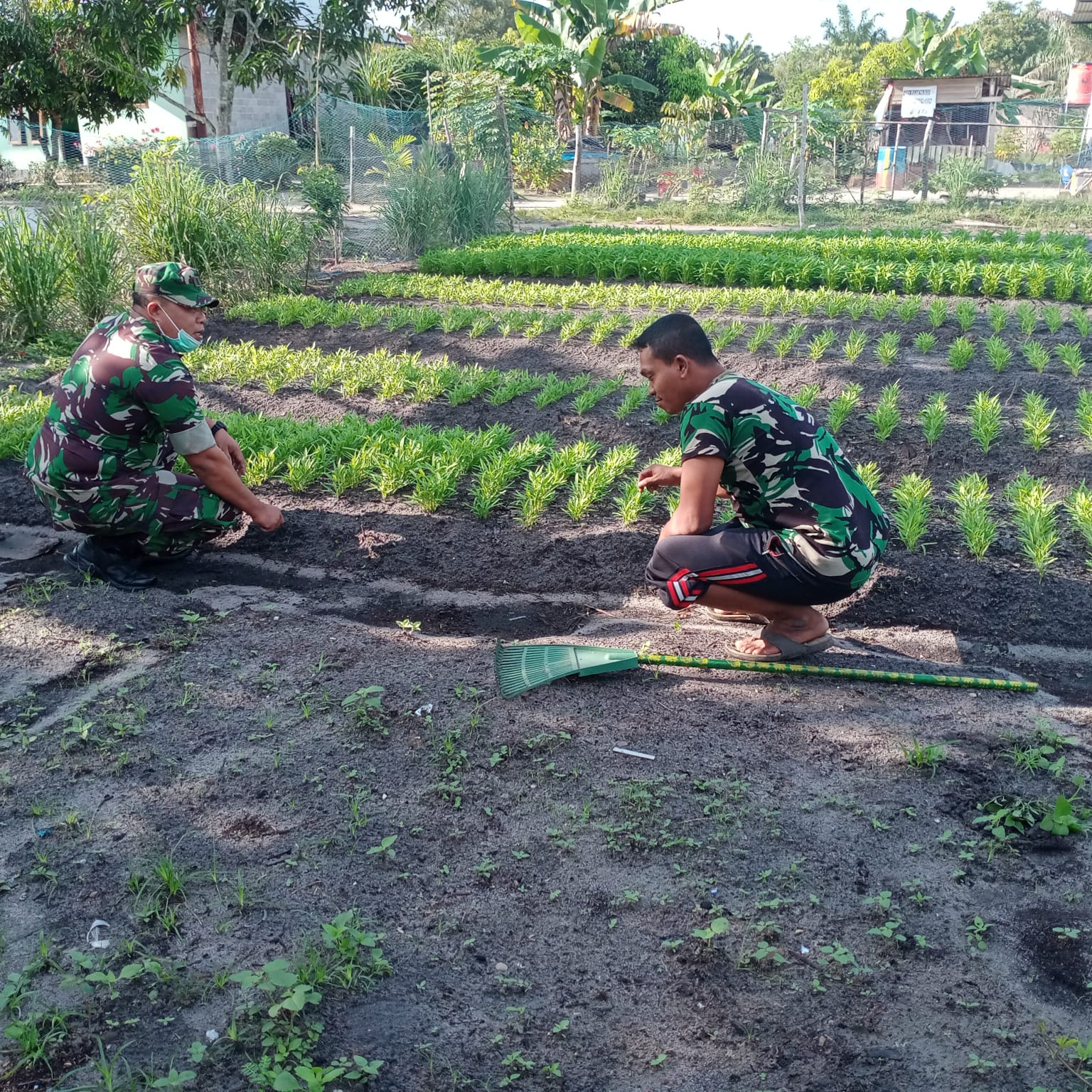 Jaga Ketahanan Pangan, KWT dan Pelda Joko Lakukan Ini