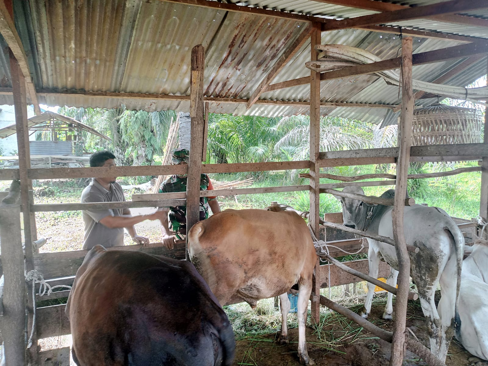 Babinsa Kelurahan Sukajadi Laksanakan Pencegahan PMK