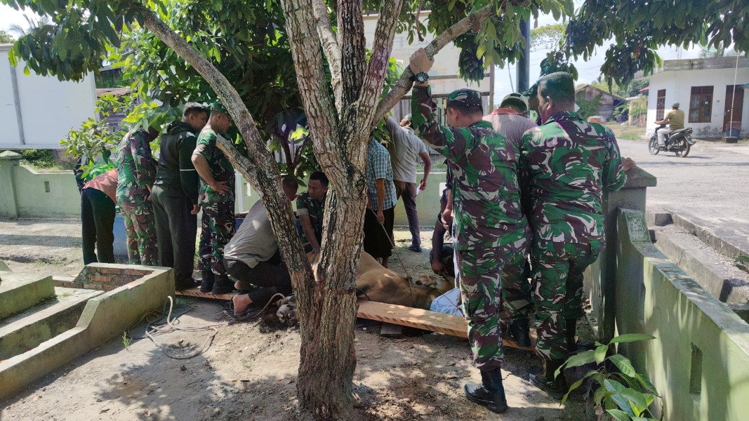 Pelaksanaan Penyembelihan Dan Pembagian Daging Qurban Koramil 04/Rupat 1446 H Tahun 2025