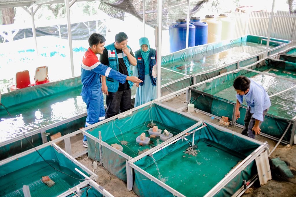 Pendampingan CSR Pertagas Di Siak, Sukses Kembangkan Budidaya Udang Lobster Tawar
