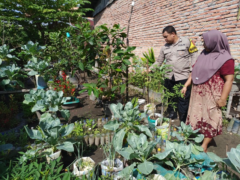 Kelurahan Rimba Sekampung Dukung Ketahanan Pangan Nasional, Manfaatkan Pekarangan Sebagai Sumber Pangan Bergizi