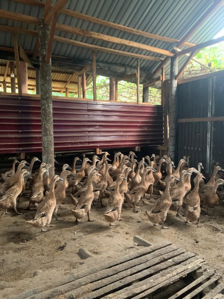 Di Duga Terjadi Kejanggalan Dalam Pengelolaan Usaha Ternak Bebek BUMDes Teluk Pecah Tahun Anggaran 2025